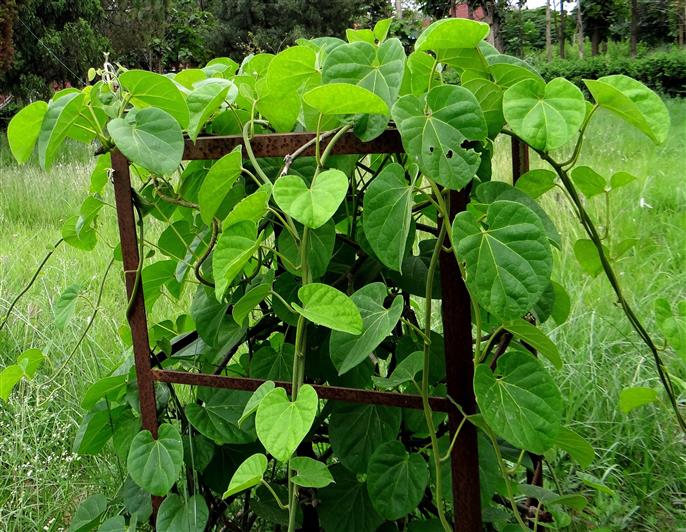 Tinospora sinensis